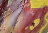 Polished Mookaite Jasper Slab - Australia #65026-1